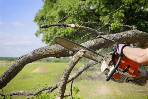 best tree trimming service near me|professional tree service near me.